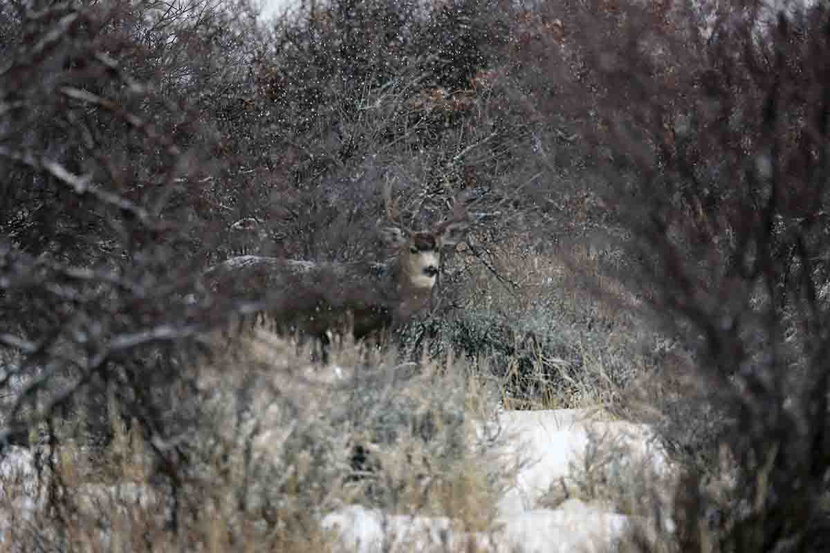 Big bucks know how to use terrain to stay well hidden along their travel routes.
